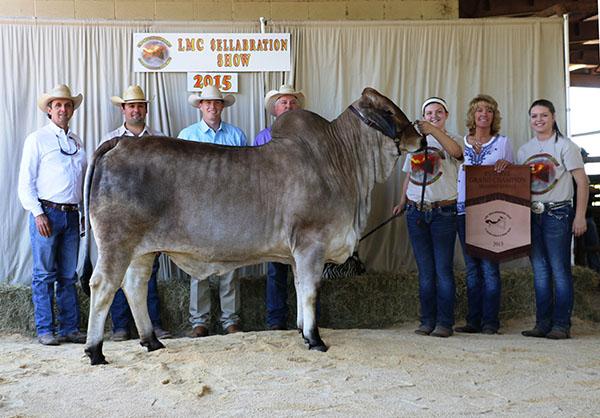 Champion daughter ECC Polled Cinnamon owned by Chuck Sellman Family