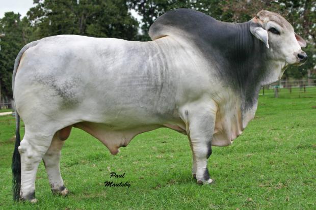 +JDH Jerome Manso 224, sire of champions and sire to Miss WCC Eileen.