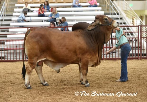 Cow as a 9 month old show heifer