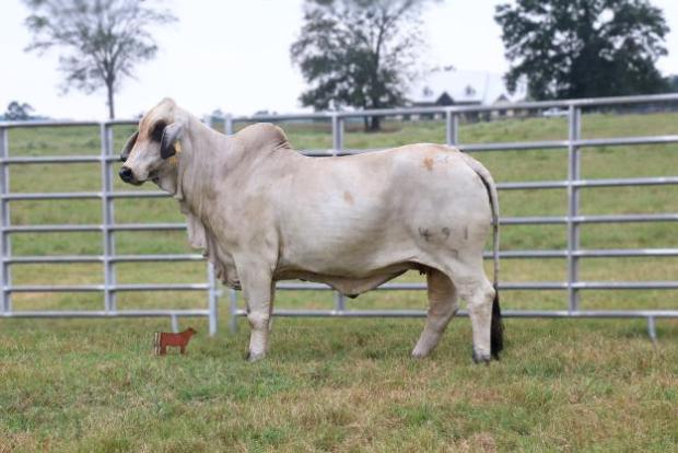 Full Sibling to Embryos: +Lady H Claudia Manso 515/3