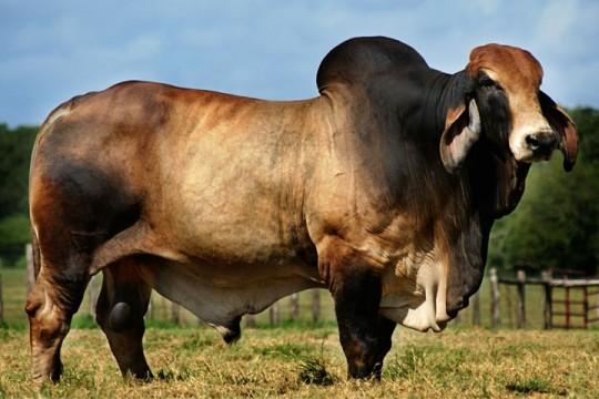 Dam: LN Polled Prism 276/6 as a yearling 