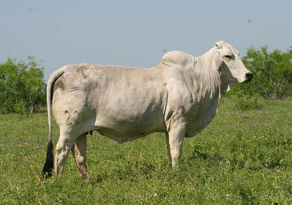 Dam - JDH 221/7 - double bred JDH Madison de Manso