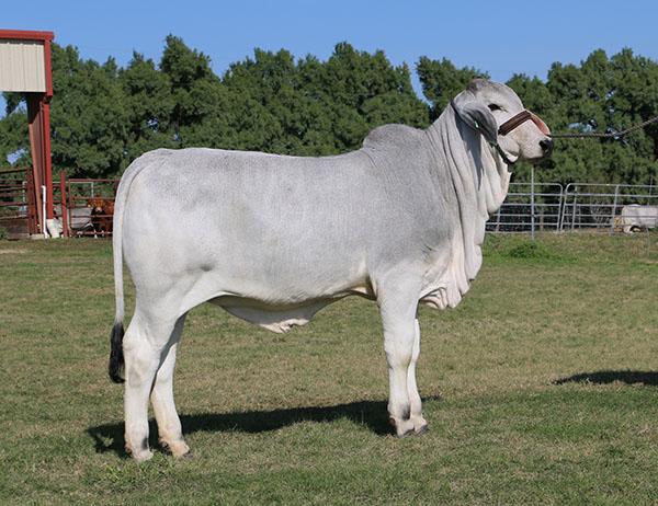 typical LMC Polled Madison daughter