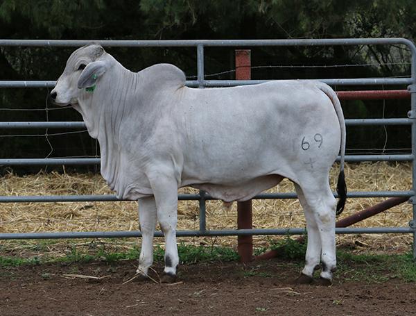 typical LMC Polled Madison son - he is for sale
