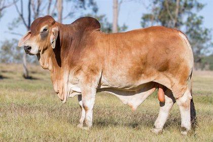 Sire of embryos: (+)JDH Karu Manso 800