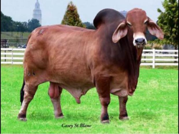 Sire