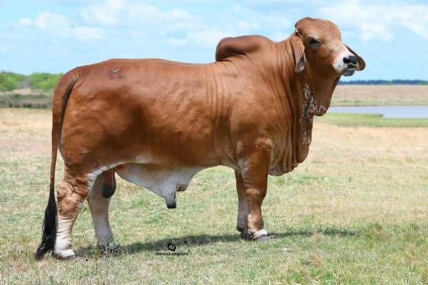 Sire
