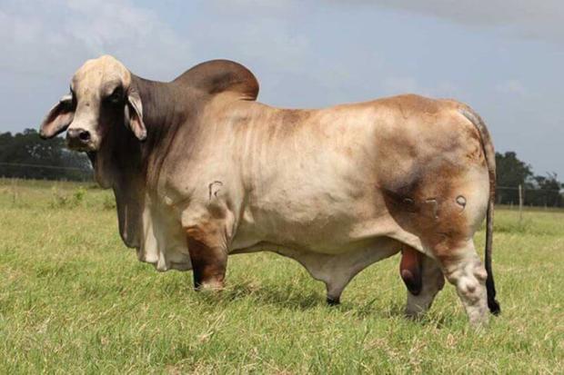 Sire of Embryos
