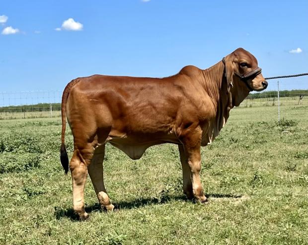 Daughter of Polled Harley that is owned by La Muneca Cattle Co.