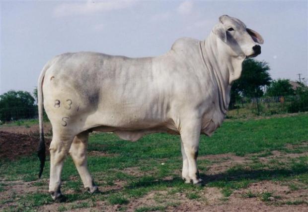 Maternal Grand dam - Miss V8 831-5 - International Champion