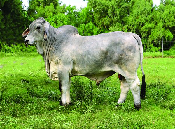 Champion Son - LMC ECC Polled X Factor owned with T Clark Miller & England Cattle Co.