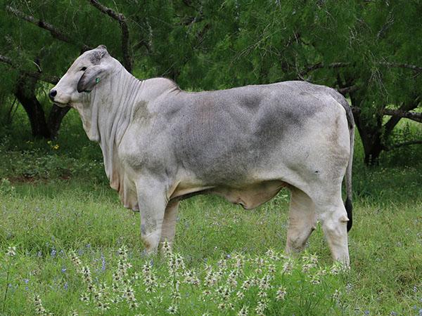 Typical LMC Polled Future daughter owned with England Cattle Co.