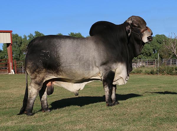 Sire - POLLED PATHFINDER (P)