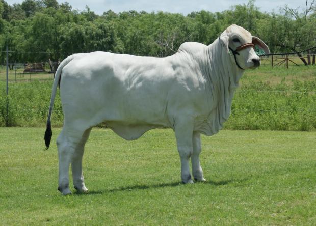 Lot 8's dam - LMC Baby Doll