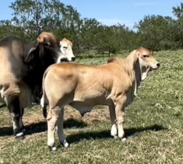 4 month old HOMOZYGOUS POLLED son at La Muneca Cattle Co.