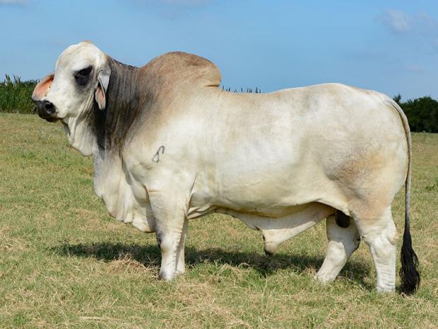 Sire: JDH Mr. Devan Manso 600/0