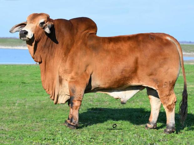 Sire: HK Mr. America 280