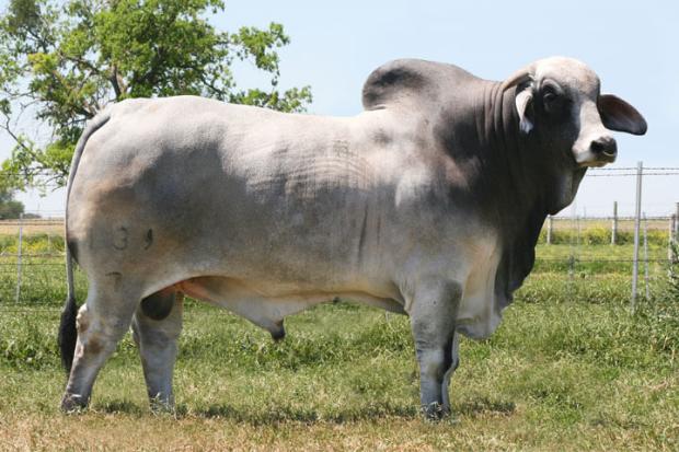 Maternal Grand Sire