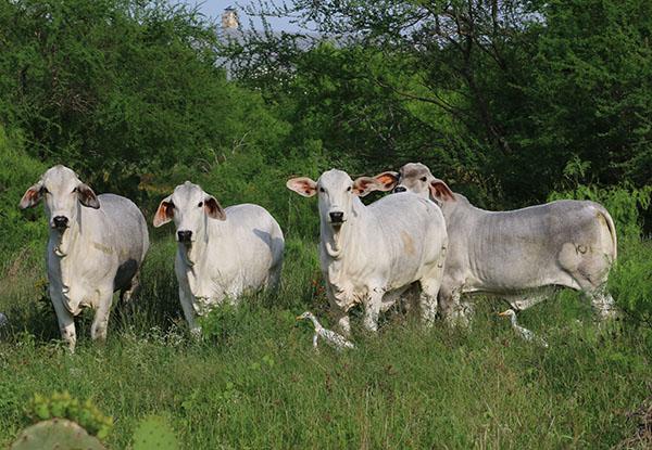 Polled daughters owned by Hondo Martinez