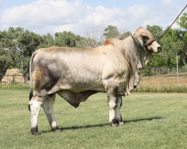 Herd bull son owned by David Dillard from Georgia