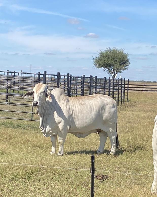 Dam: Powerful cow even with the post in the picture!