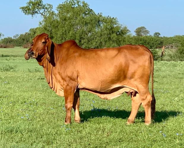 Dam: JDH Elina Manso 71/8