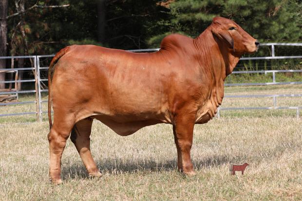 Dam to Embryos: Miss V8 151/9