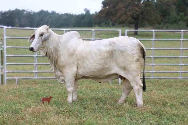  Sire of Embryos: Mr. V8 137/8 