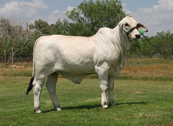 Paternal champion sister - LMC Polled Goodness owned with La Reina Ranch