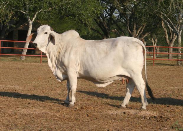 Dam - herd bull producer