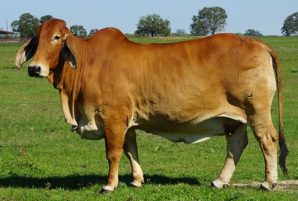 Dam of Lot 1 2007 International Grand Champion Cow