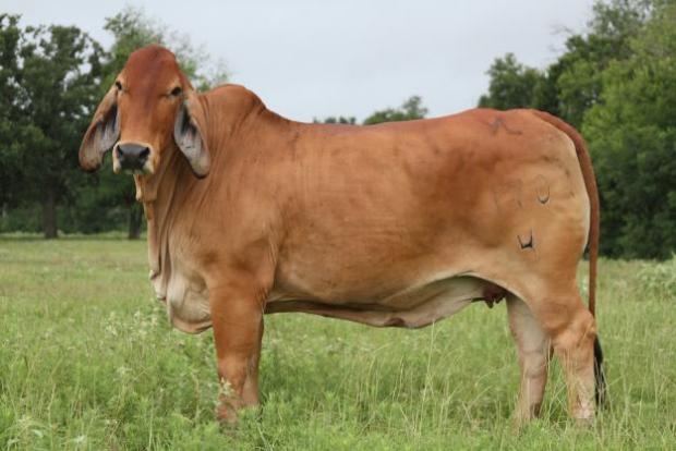 Maternal Grandam - 2008 World Brahman Congress 