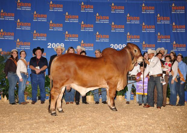 Son: VL Rojo Elegante 44/7: Junior Champion Red Bull Houston Livestock Show and Rodeo