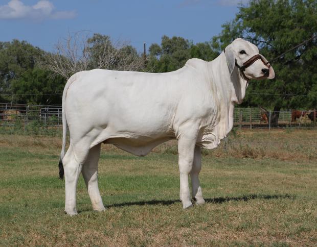 Lot 3 daughter @ 5 mos. of age - LMC Polled Britta