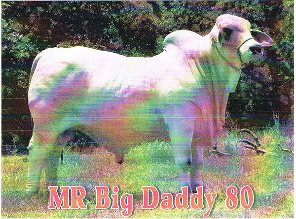 MR BIG DADDY 80 - Sire of Embryos