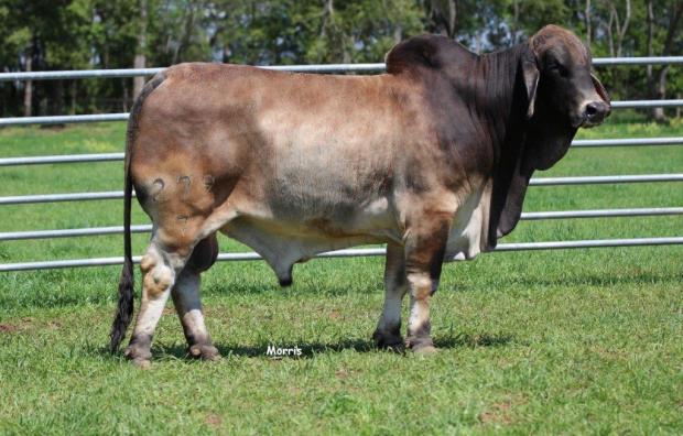 MR. V8 279/7 - Sire of Embryos