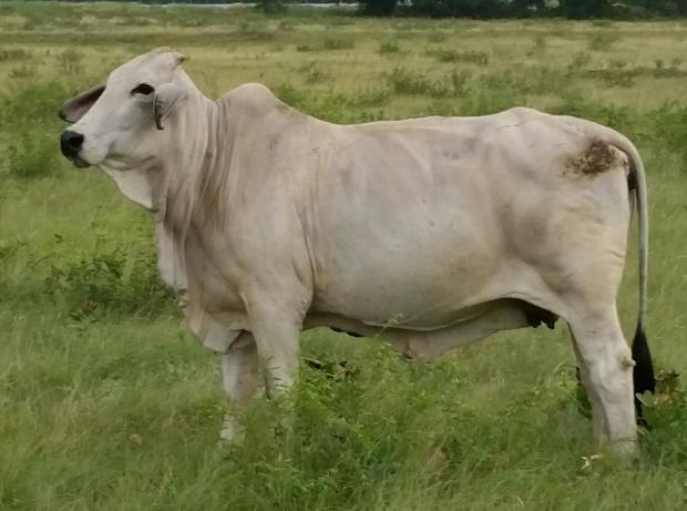 MR MISS DOUBLE TAKE 98 - Dam of Embryos