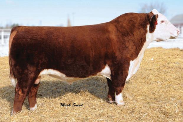 MSU TCF REVOLUTION 4R - Sire