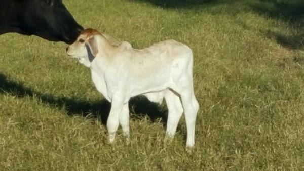 Embryo calf out of Lady H Mae Manso 66/9 and JDH Mr Deeds Manso 53/4