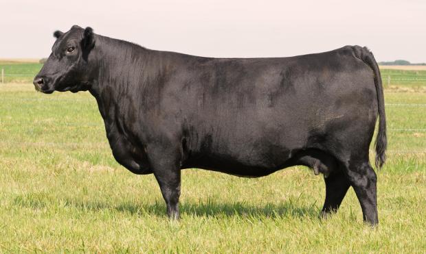 Carruthers Mayflower 43N (VRD) - Dam of Lot 1413