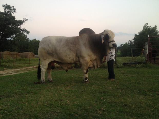 #JADT Mexicano TE 307/9 - Sire of Embryos