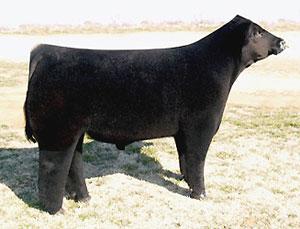 Sire of Embryos - Monopoly