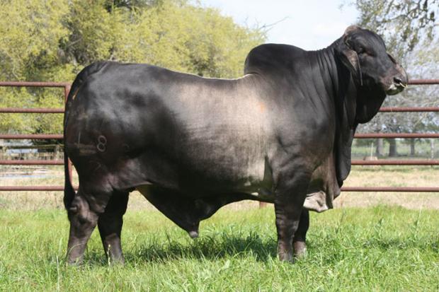 Sire - Mr. V8 183/7