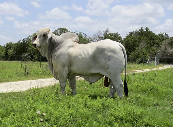 Mr US Boone Manso 40/3 – progeny of Mae