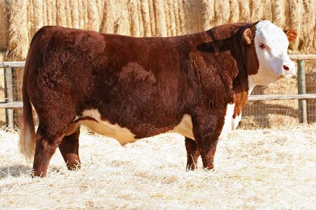NJW 73S W18 HOMETOWN 10Y ET - Sire of Embryos