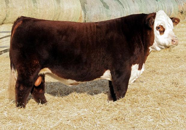 NJW 78P Twentytwelve 190Z ET - Sire