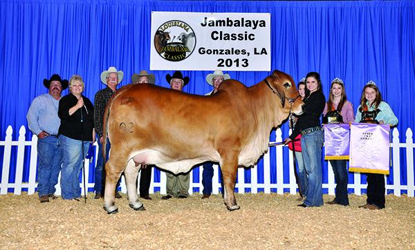 Dam: MS CHAPARRAL 102 - 2013 ABBA National Reserve Grand Champion