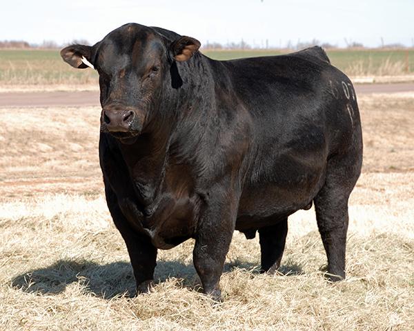 Duff New Generation 6107 - Sire of Lot 1413