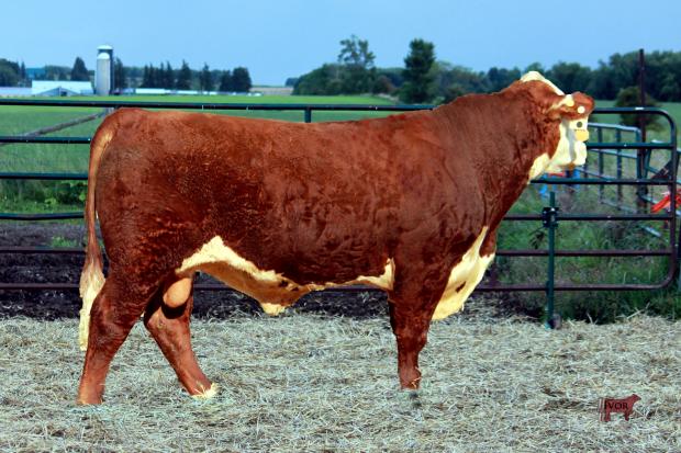 Service Sire for CMB 20B