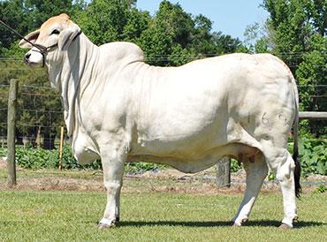 Dam - Miss V8 169/7